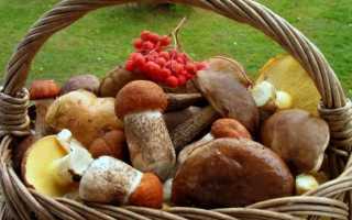 Как правильно и вкусно приготовить грибы в домашних условиях