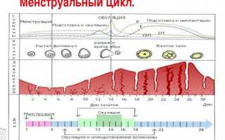 Можно ли во время месячных заниматься любовью? «За» и «против»