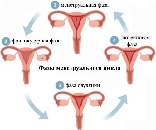 Фазы менструального цикла