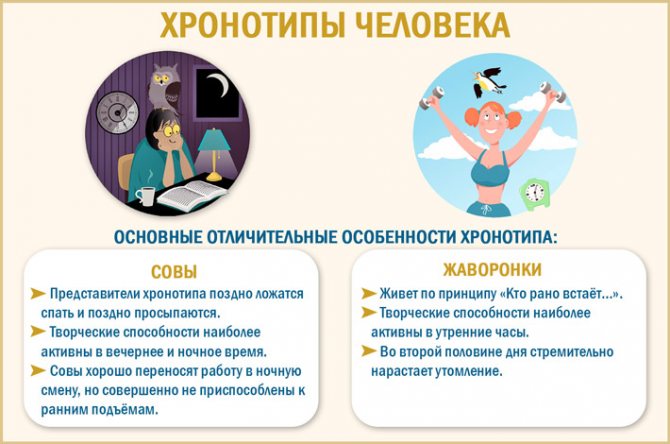 Хронотип человека