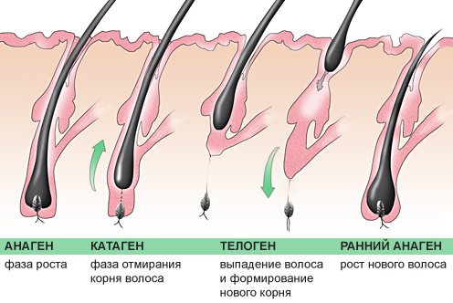 схема роста волос