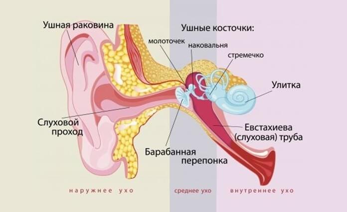 Зияние евстахиевой трубы Зияние евстахиевой трубы